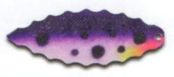 63-Purple Huckleberry